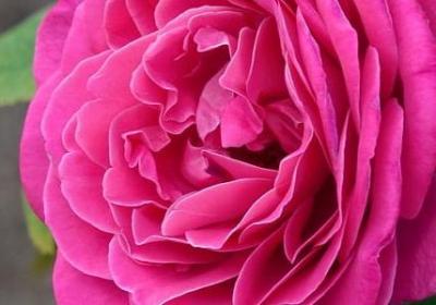 赞美意思的四字词语(必备58句)