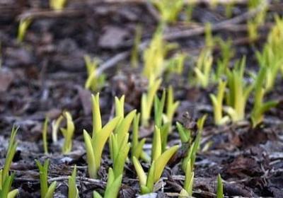 袅袅炊烟照样子写词语(汇总10句)