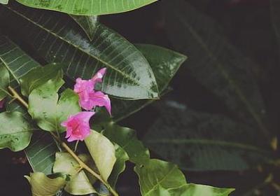 有关家园的名言(50句)