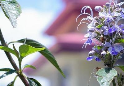 辫可以组什么词语(精选40句)