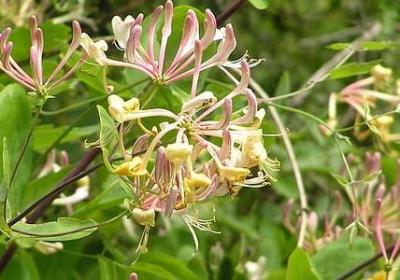 降有几个读音并组词语(通用10句)