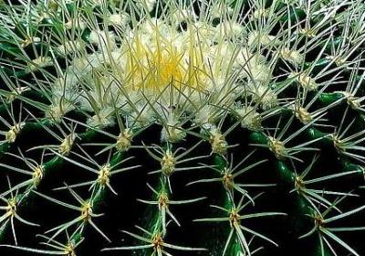 赞美草原的词语(实用20句)