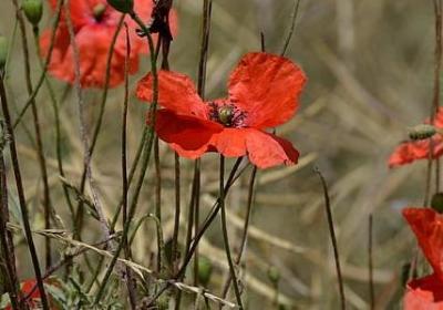 爱国名言大全(合集60句)