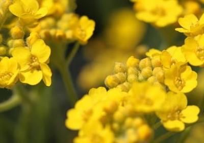 林清玄的名言(汇总50句)