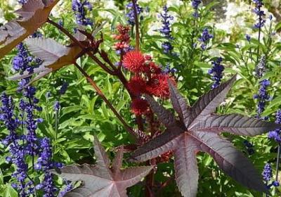 青字开头的词语(汇总40句) 青字开头的词语(汇总40句)