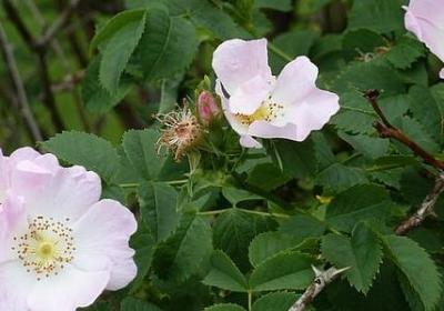 爱国名言鲁迅(共40句)