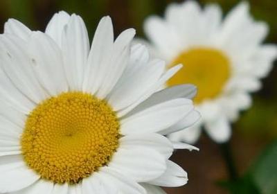 泰戈尔的名言名句(共20句)