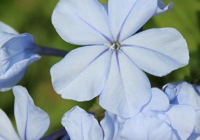 泰戈尔名言警句(推荐10句)