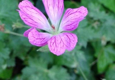 朝花夕拾中的名言(汇总10句)