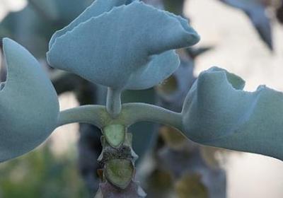 有梦想的名言(合集75句) 有梦想的名言(合集75句)