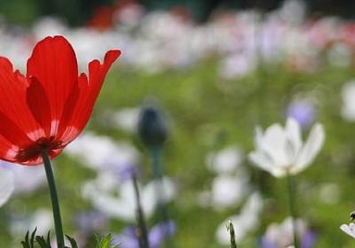 爱国情怀的名言(优选70句)