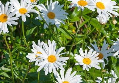 生命的名言警句(必备40句)