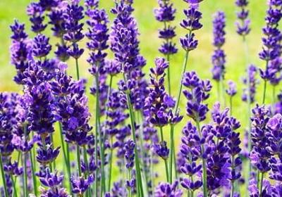 生命平等的名言(共10句)