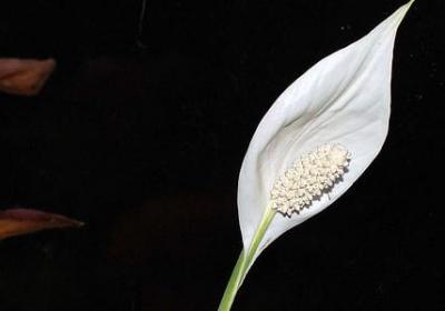 理解他人的名言(精选100句)