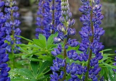 父爱名人名言(20句)