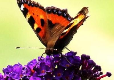 爱国名言小学(实用40句)