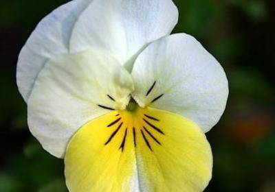 火影忍者里的名言(热门20句)