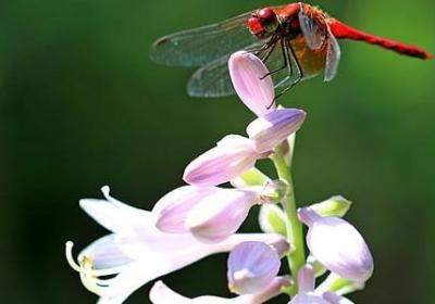 有关阅读的名言(汇总70句)