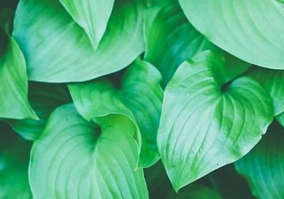 爱护环境的名言(共100句)