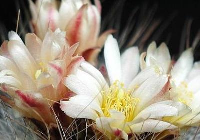 描写神态的四字词语(共60句) 描写神态的四字词语(共60句)