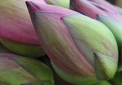 描写鲜花盛开的词语(精选80句) 描写鲜花盛开的词语(精选80句)