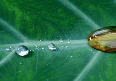 摇什么晃什么四字词语(热门35句) 摇什么晃什么四字词语(热门35句)