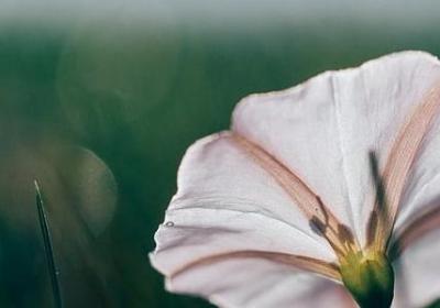 描述春天的词语(汇总60句) 描述春天的词语(汇总60句)