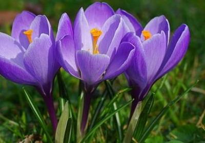 春天的四字词语(推荐57句)