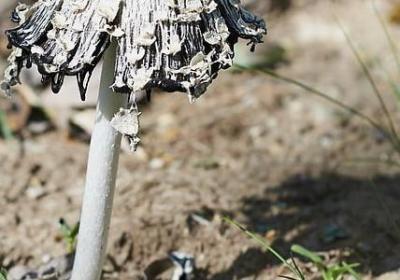 森林茂盛的词语(推荐40句)