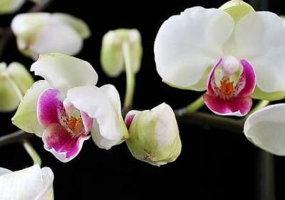 机灵巧妙的词语(80句)