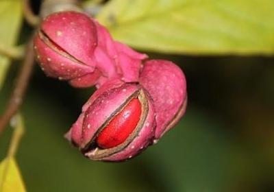 欢度节日氛围的词语(实用60句)