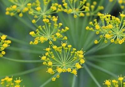 槐组词有哪些词语(精选41句)