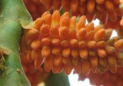 梧的四字词语(50句)