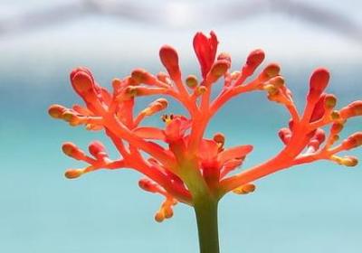 比喻凤凰的词语(精选41句)