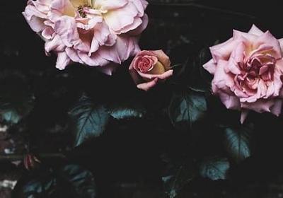 照样子写词语丁零丁零(共40句)