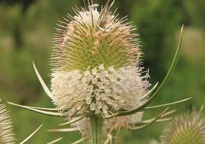 派派打劫水晶词语(精选70句)