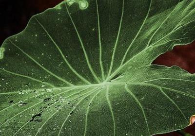 沉甸甸写词语(精选51句)