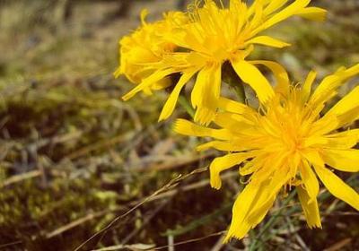 熟字的四字词语(优选80句)