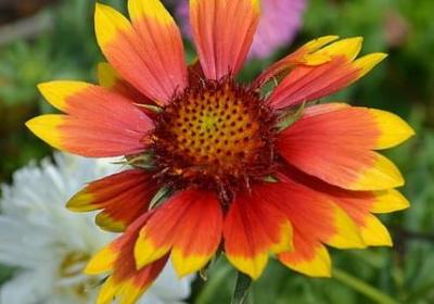 着字的多音字组词语(共40句)