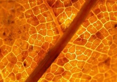 用候词语接龙(通用50句)