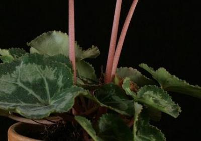 科换偏旁组词语(优选10句) 科换偏旁组词语(优选10句)