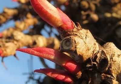 艾组词有哪些词语(精选51句)