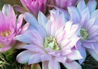 绿色的相关词语(精选21句) 绿色的相关词语(精选21句)