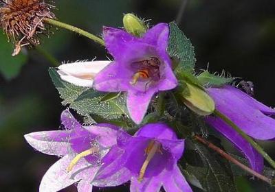 美国骂人常用词语(精选60句)