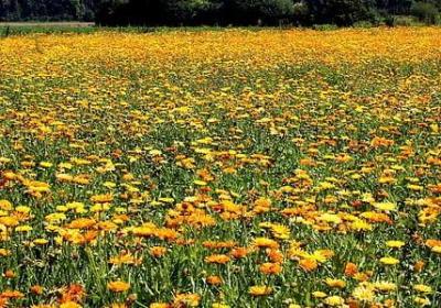 蓝色的三字词语(合集10句)