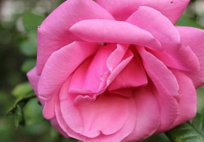 表示红的词语(合集10句)