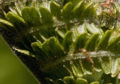 表示家乡的词语(合集50句)