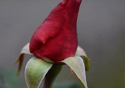 草房子四字词语(优选60句)