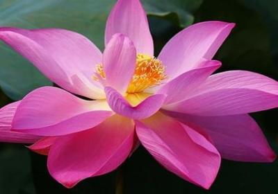 赞美人的词语大全(实用81句)