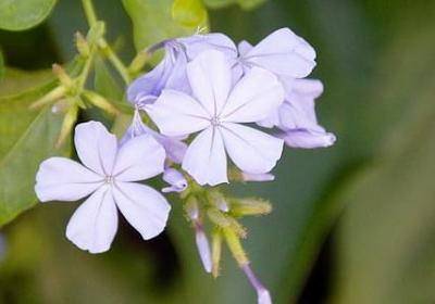 语言描写词语(40句)